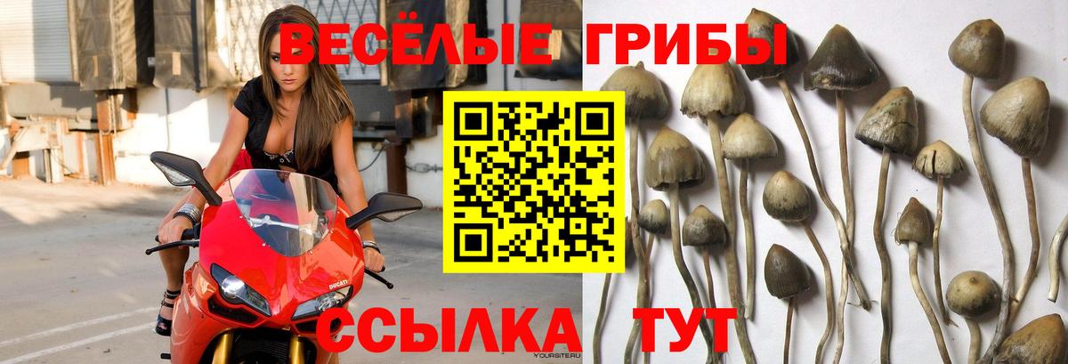 Галлюциногенные грибы Cubensis Нефтекамск